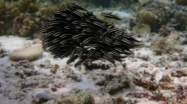 Sığ bir resifte top şeklinde bir okul kurarken yavru yılan balığı balıklarına süper yakın çekim. Moalboal, Cebu Filipinleri.