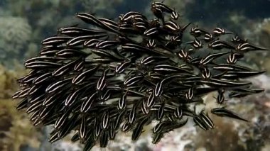 Sığ bir resifte top şeklinde bir okul kurarken yavru yılan balığı balıklarına süper yakın çekim. Moalboal, Cebu Filipinleri.