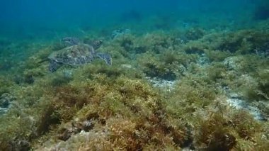 Yeşil deniz kaplumbağası (Chelonia mydas) sığ bir mercan resifi, yavaş çekim, Moalboal, Cebu, Filipinler 'de zarifçe yüzer..