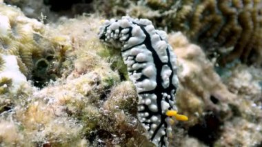 Nüdidallar, mercanların arasında yavaşça sürünürler (Phyllidia elegans)..