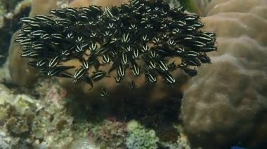 Sığ bir resifte top şeklinde bir okul kurarken yavru yılan balığı balıklarına süper yakın çekim. Moalboal, Cebu Filipinleri.