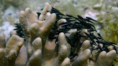 Sığ bir resifte top şeklinde bir okul kurarken yavru yılan balığı balıklarına süper yakın çekim. Moalboal, Cebu Filipinleri.