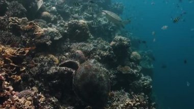 Yeşil deniz kaplumbağası (Chelonia mydas) sığ bir mercan resifi, yavaş çekim, Moalboal, Cebu, Filipinler 'de zarifçe yüzer..