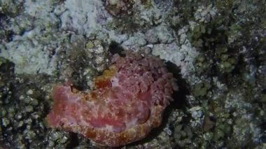 Yüzeye yakın yüzen sıradan bir ahtapotun yakın plan çekimi..