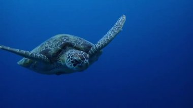 Yeşil deniz kaplumbağası sığ bir mercan resifinde zarifçe yüzüyor.