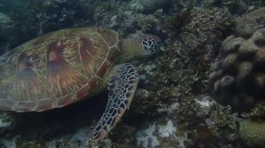 Yeşil deniz kaplumbağası (Chelonia mydas) sığ bir mercan resifi, yavaş çekim, Moalboal, Cebu, Filipinler 'de zarifçe yüzer..