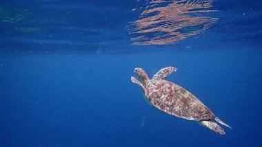 Yeşil deniz kaplumbağası (chelonia mydas) yüzeye çıkar ve su altında nefes alır..
