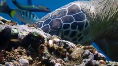 Yeşil deniz kaplumbağası sığ bir mercan resifinde zarifçe yüzüyor.