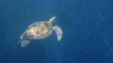 Yeşil deniz kaplumbağası (chelonia mydas) yüzeye çıkar ve su altında nefes alır..