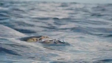 Yeşil deniz kaplumbağası (chelonia mydas) yüzeye çıkar ve su altında nefes alır..