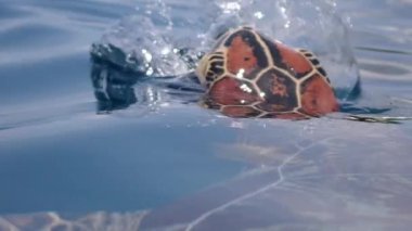 Yeşil deniz kaplumbağası (chelonia mydas) yüzeye çıkar ve su altında nefes alır..