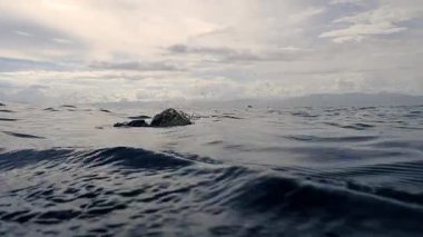 Yeşil deniz kaplumbağası (chelonia mydas) yüzeye çıkar ve su altında nefes alır..