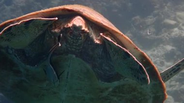 Yeşil deniz kaplumbağası (Chelonia mydas) sığ bir mercan resifi, yavaş çekim, Moalboal, Cebu, Filipinler 'de zarifçe yüzer..