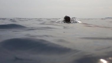 Yeşil deniz kaplumbağası (chelonia mydas) yüzeye çıkar ve su altında nefes alır..