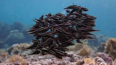 Sığ bir resifte top şeklinde bir okul kurarken yavru yılan balığı balıklarına süper yakın çekim. Moalboal, Cebu Filipinleri.