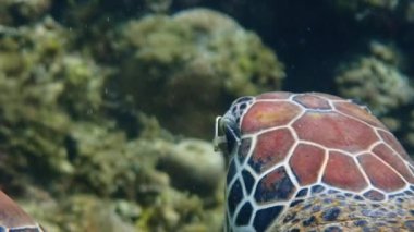 Yeşil deniz kaplumbağası (Chelonia mydas) sığ bir mercan resifi, yavaş çekim, Moalboal, Cebu, Filipinler 'de zarifçe yüzer..