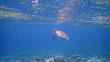 Yeşil deniz kaplumbağası (chelonia mydas) yüzeye çıkar ve su altında nefes alır..