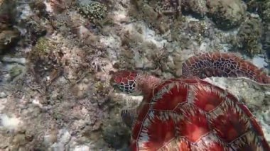 Yeşil deniz kaplumbağası (Chelonia mydas) sığ bir mercan resifi, yavaş çekim, Moalboal, Cebu, Filipinler 'de zarifçe yüzer..