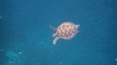 Yeşil deniz kaplumbağası (Chelonia mydas) sığ bir mercan resifi, yavaş çekim, Moalboal, Cebu, Filipinler 'de zarifçe yüzer..