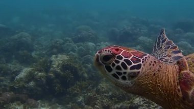Yeşil deniz kaplumbağası (Chelonia mydas) sığ bir mercan resifi, yavaş çekim, Moalboal, Cebu, Filipinler 'de zarifçe yüzer..