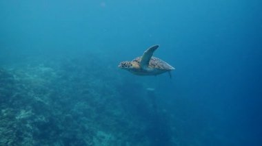 Yeşil deniz kaplumbağası (chelonia mydas) yüzeye çıkar ve su altında nefes alır..