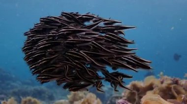 Sığ bir resifte top şeklinde bir okul kurarken yavru yılan balığı balıklarına süper yakın çekim. Moalboal, Cebu Filipinleri.