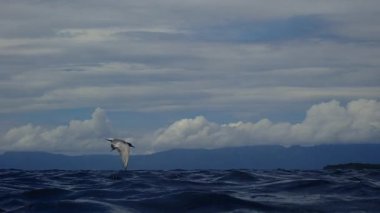 Deniz yüzeyinde uçan ve balık yakalamak için suya dalan deniz feneri (Sterna hirundo)