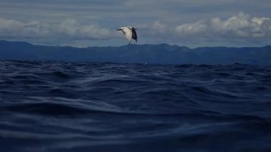 Deniz yüzeyinde uçan ve balık yakalamak için suya dalan deniz feneri (Sterna hirundo)