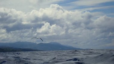 Deniz yüzeyinde uçan ve balık yakalamak için suya dalan deniz feneri (Sterna hirundo)