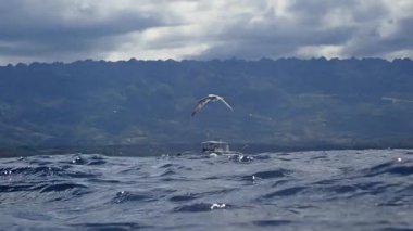Deniz yüzeyinde uçan ve balık yakalamak için suya dalan deniz feneri (Sterna hirundo)