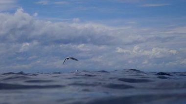 Deniz yüzeyinde uçan ve balık yakalamak için suya dalan deniz feneri (Sterna hirundo)