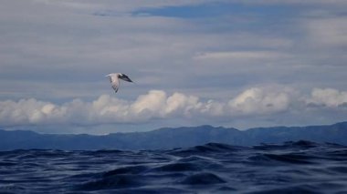Deniz yüzeyinde uçan ve balık yakalamak için suya dalan deniz feneri (Sterna hirundo)