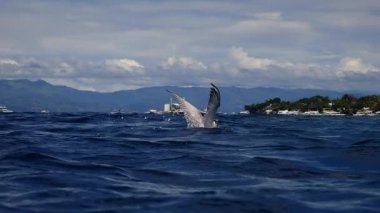 Deniz yüzeyinde uçan ve balık yakalamak için suya dalan deniz feneri (Sterna hirundo)