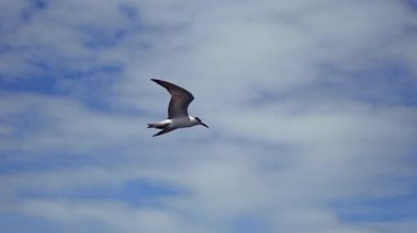 Deniz yüzeyinde uçan ve balık yakalamak için suya dalan deniz feneri (Sterna hirundo)
