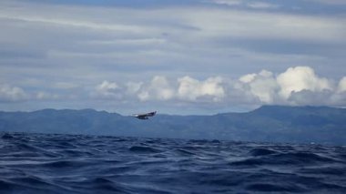 Deniz yüzeyinde uçan ve balık yakalamak için suya dalan deniz feneri (Sterna hirundo)