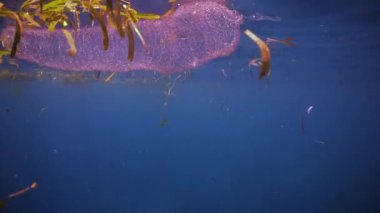 Yüzeyde yüzen elmas sırtlı mürekkep balığı (tisanoteuthis rhombus) yumurta kütlesi. Pembe incilere benzeyen yumurtalar döllenme işlemi tamamlandıktan sonra yüzeye yakın yüzerler..