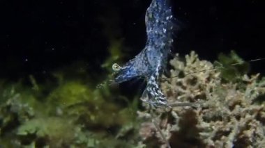 Denizde balık ve mercan resiflerinin renkli sualtı dünyası