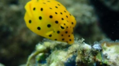 Genç sarı kutucuk balığı (Ostracion cubicus) mercan gölgesinde saklanırken kaka yapar.