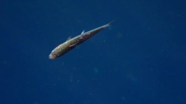 Denizde balık ve mercan resiflerinin renkli sualtı dünyası