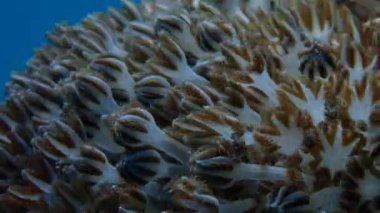 Denizde balık ve mercan resiflerinin renkli sualtı dünyası