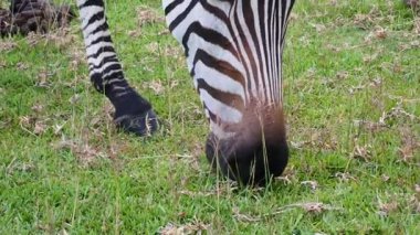 Hayvanat bahçesinde otlayan zebralara yakın durun.