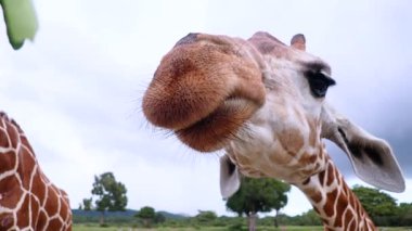 Zürafalar (Zürafalar) vahşi bir çevrede özgürce dolaşırlar. Calauit, Coron, Palawan.