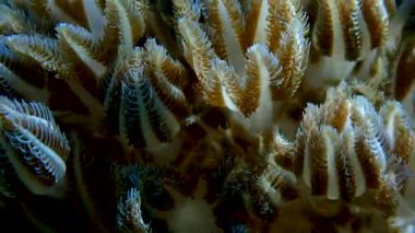 Denizde balık ve mercan resiflerinin renkli sualtı dünyası