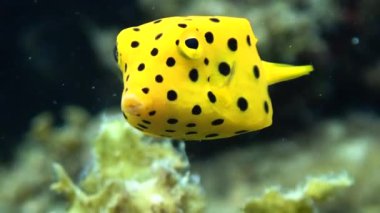 Genç sarı kutucuk balığı (Ostracion cubicus) mercan gölgesinde saklanırken kaka yapar.