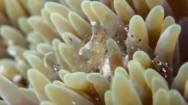 Denizde balık ve mercan resiflerinin renkli sualtı dünyası