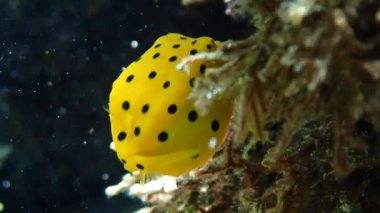 Genç sarı kutucuk balığı (Ostracion cubicus) mercan gölgesinde saklanırken kaka yapar.