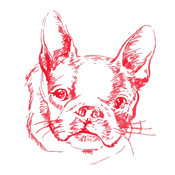 Francuski Wektor Bulldog Ręcznie Rysowane Ilustracji Realistyczny Szkic Psa — Wektor stockowy