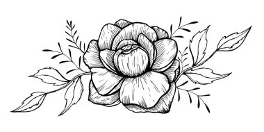 Şakayık Sketch. El Çekimi İzole Edilmiş Vektör İllüstrasyonu. Çizgi Sanat Şakayıkları. Çiçek Hattı sanatı. Botanik Çizim.