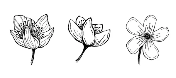 樱花素描 手绘分离向量图解 花线艺术 植物区系绘图 — 图库矢量图片