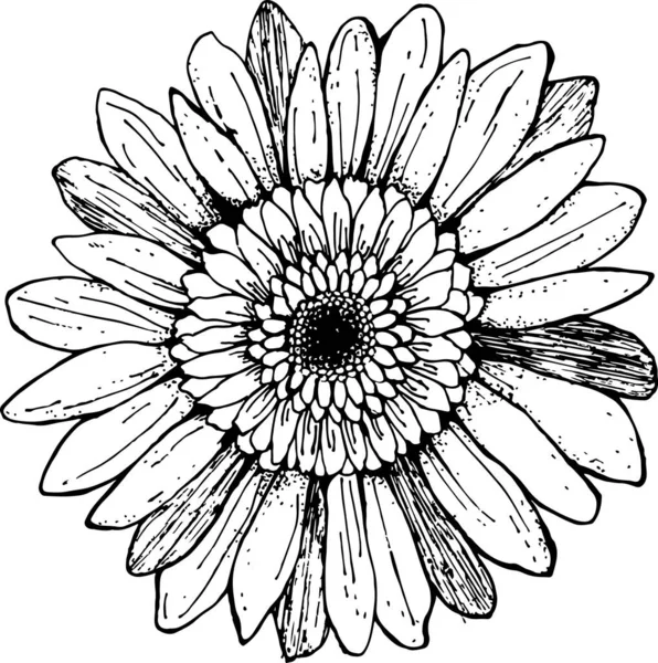 Gerbera花素描 手绘分离向量图解 线艺术花 花线艺术 植物学线条图 — 图库矢量图片